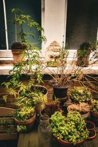 Small-space container garden with potted plants outside an apartment window.