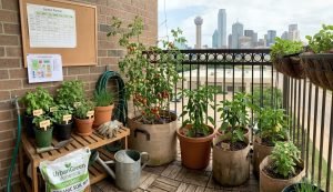 Apartment balcony garden with vegetables growing in containers and grow bags overlooking a city skyline.